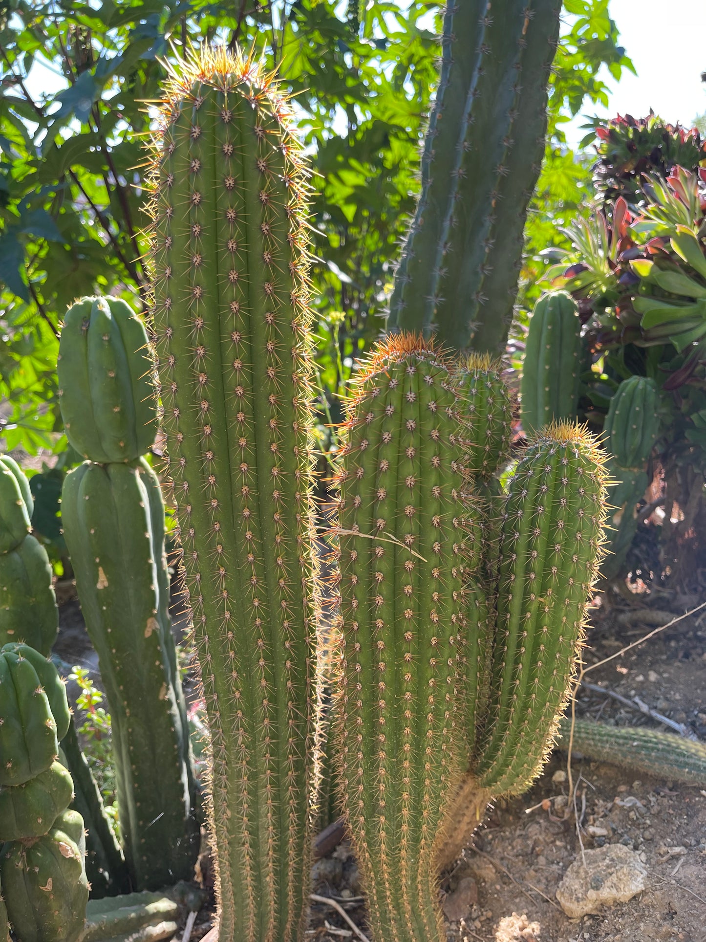 Trichocereus  Spachianus seeds