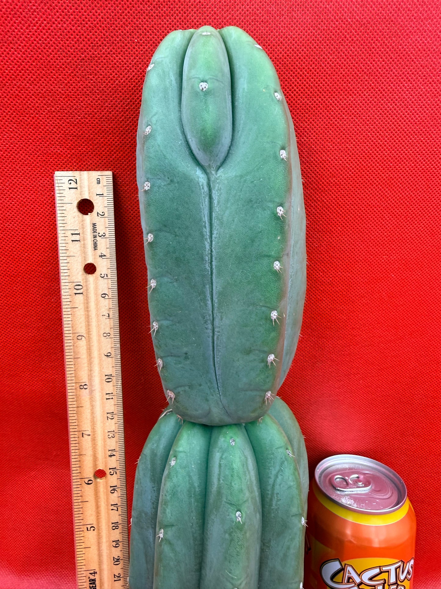 Ribshifting Cahuilla cactus   !