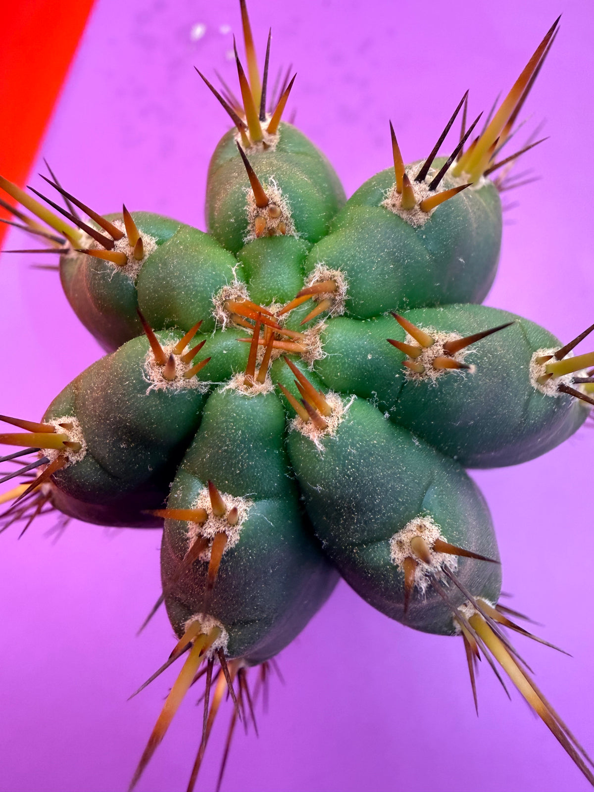 “RC’s T.P. 🧻”  trichocereus peruvianus !!