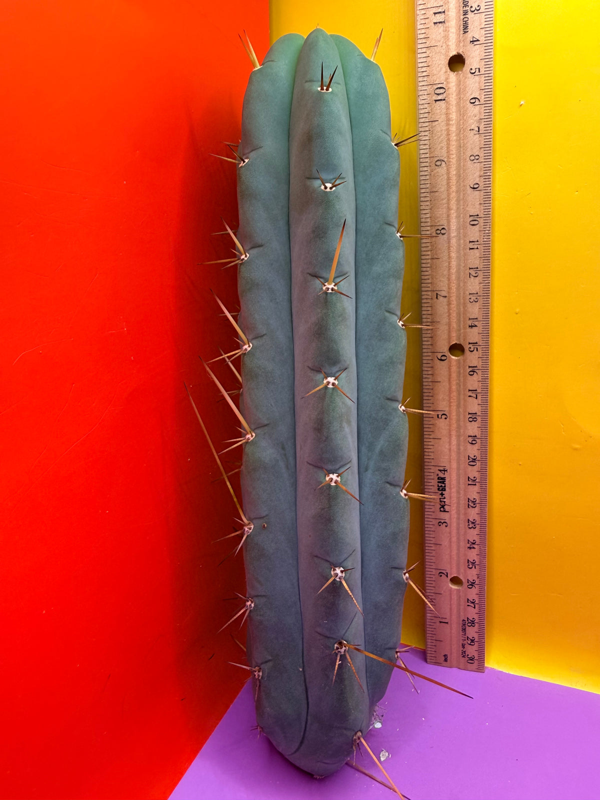 Yowie x Wowie cactus cutting