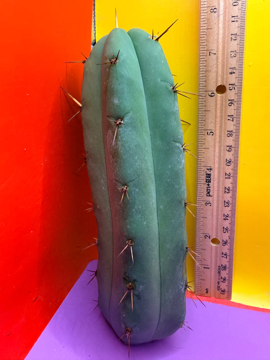 Yowie x Wowie cactus cutting