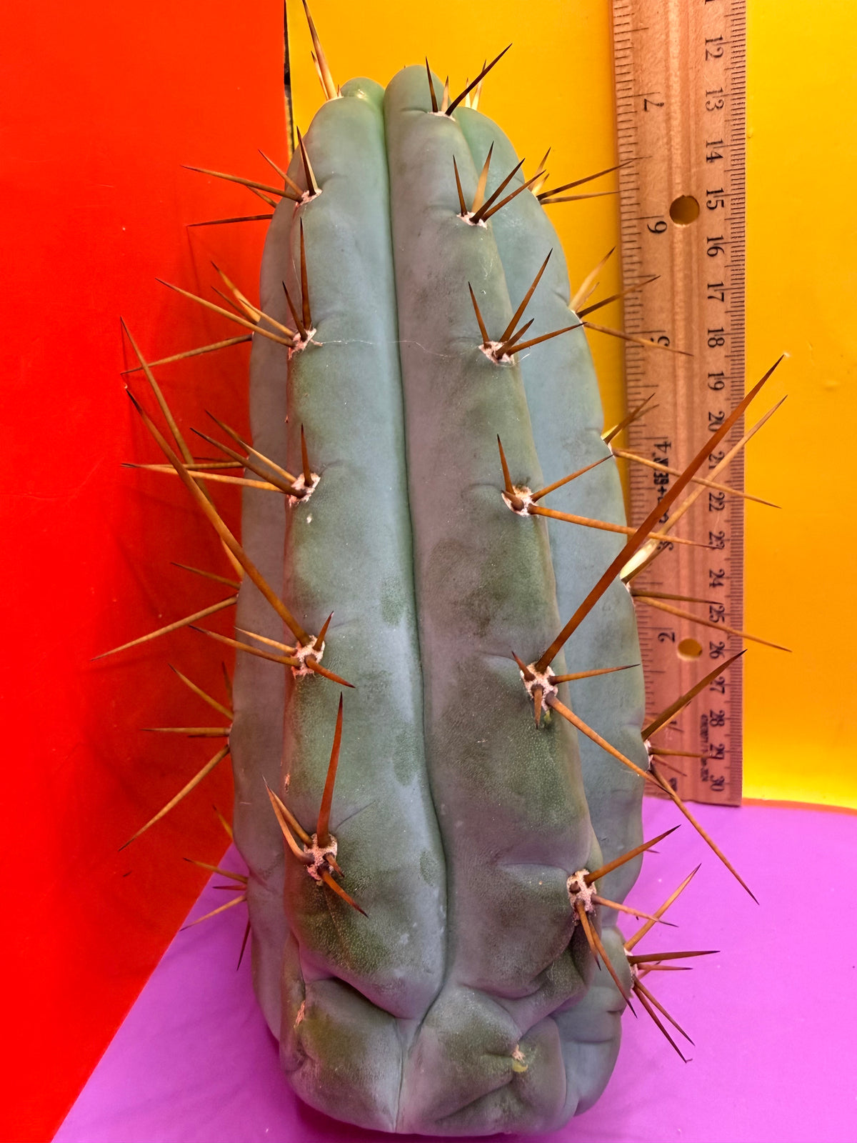 PALA  🌶️🌶️! This exact cactus cutting of trichocereus