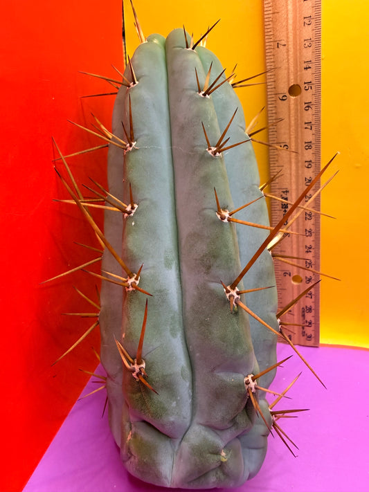 PALA  🌶️🌶️! This exact cactus cutting of trichocereus