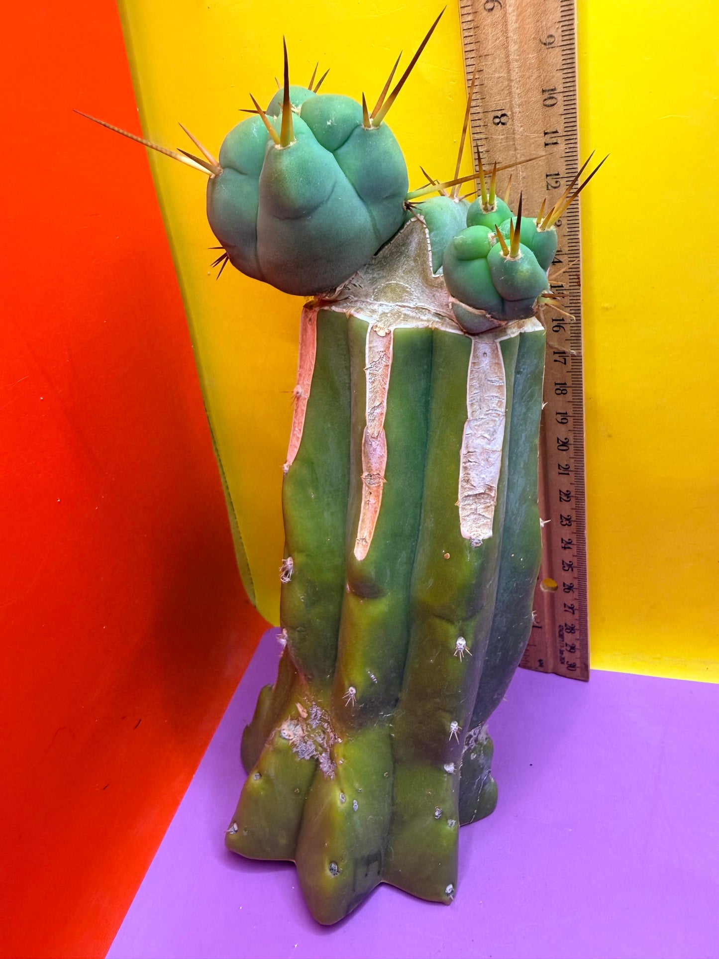 EL SERPIEÑTE Double pup Graft!