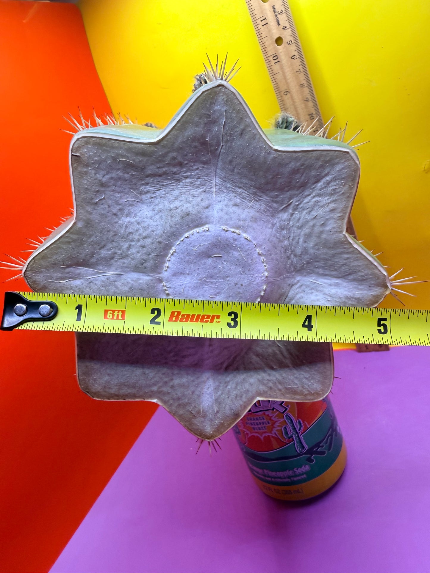 CACTO HEBRIDO with Flower Buds over 4.5” THIC !