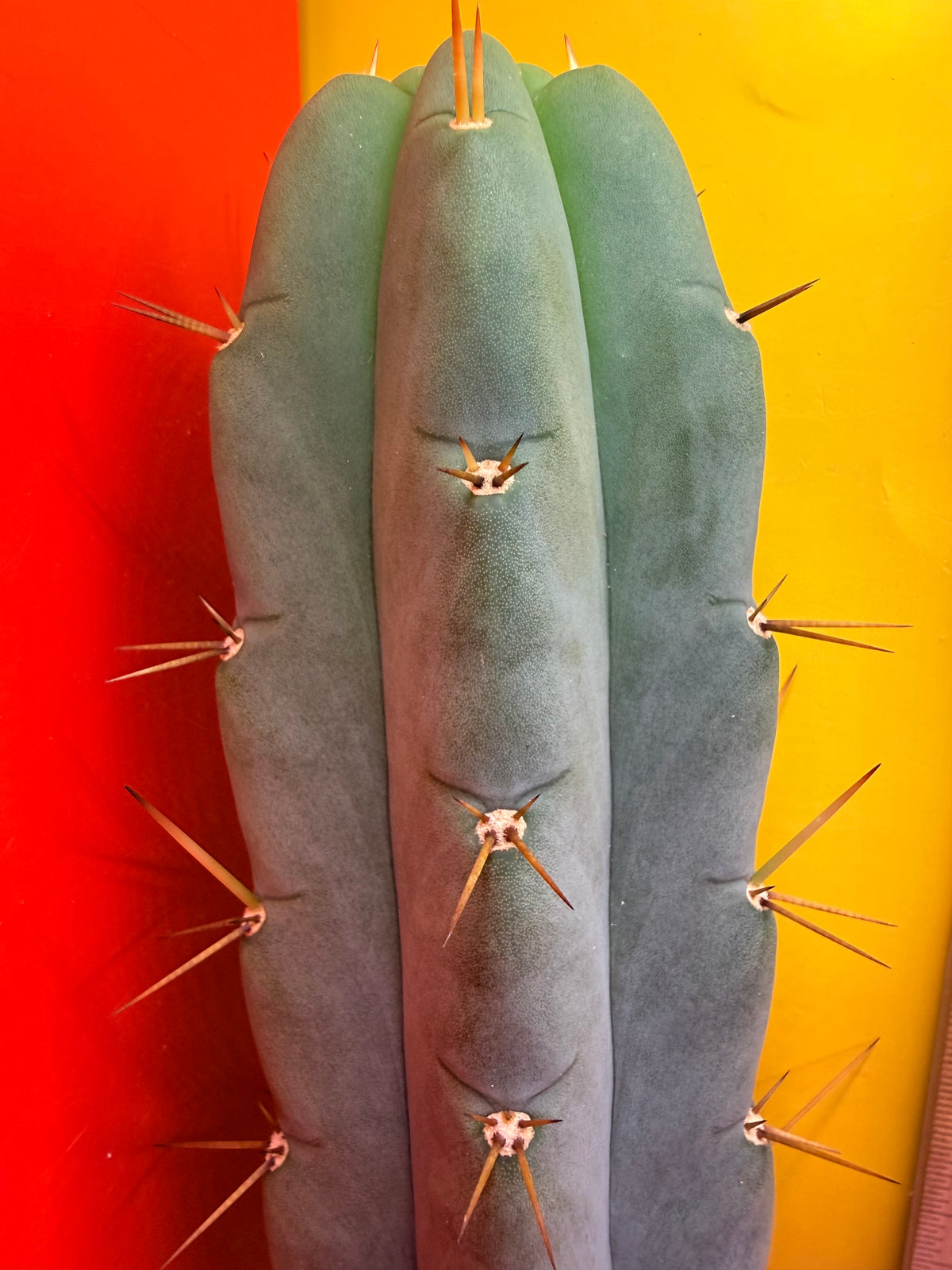 Yowie x Wowie cactus cutting