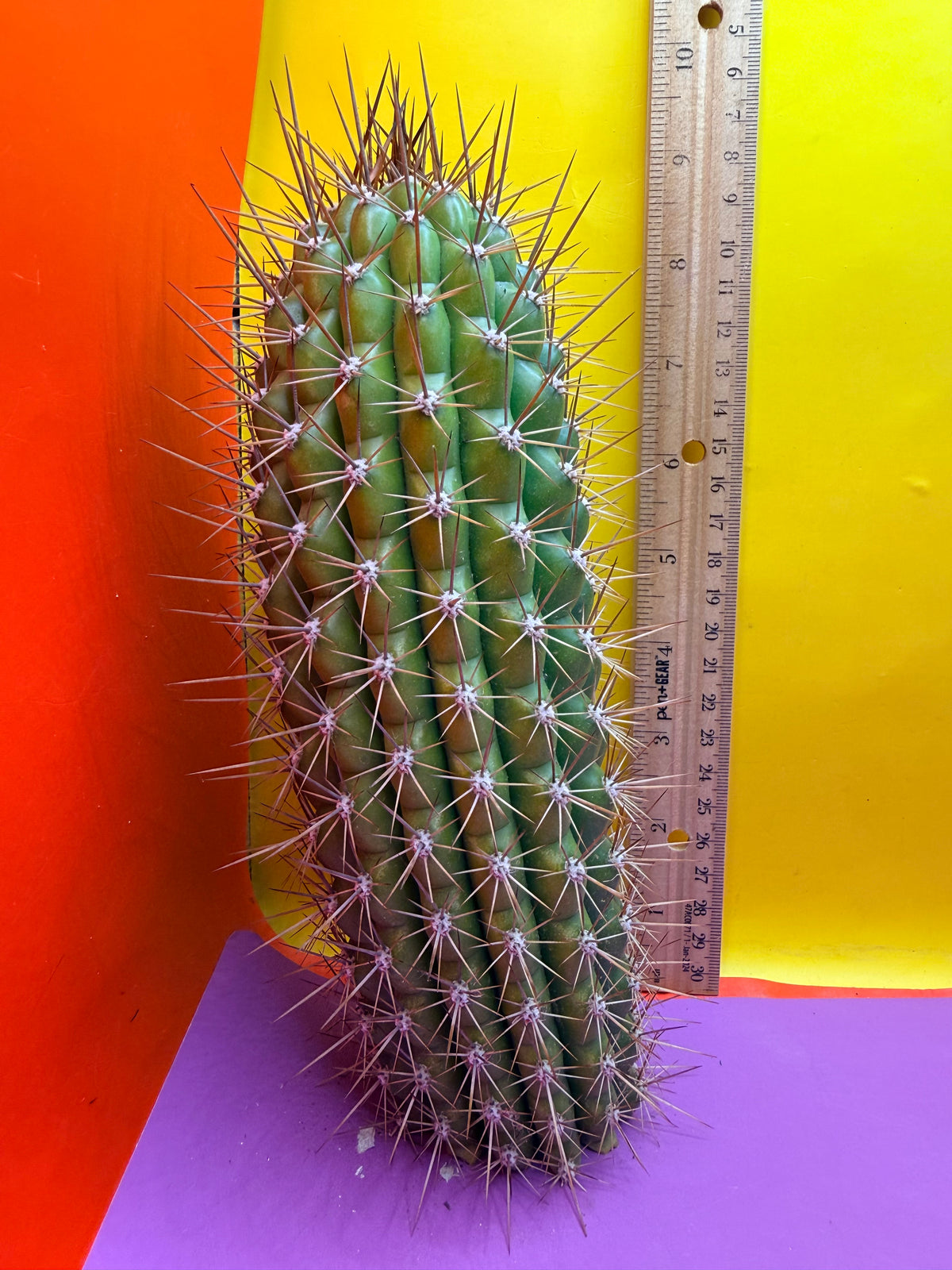 Trichocereus thelegonus