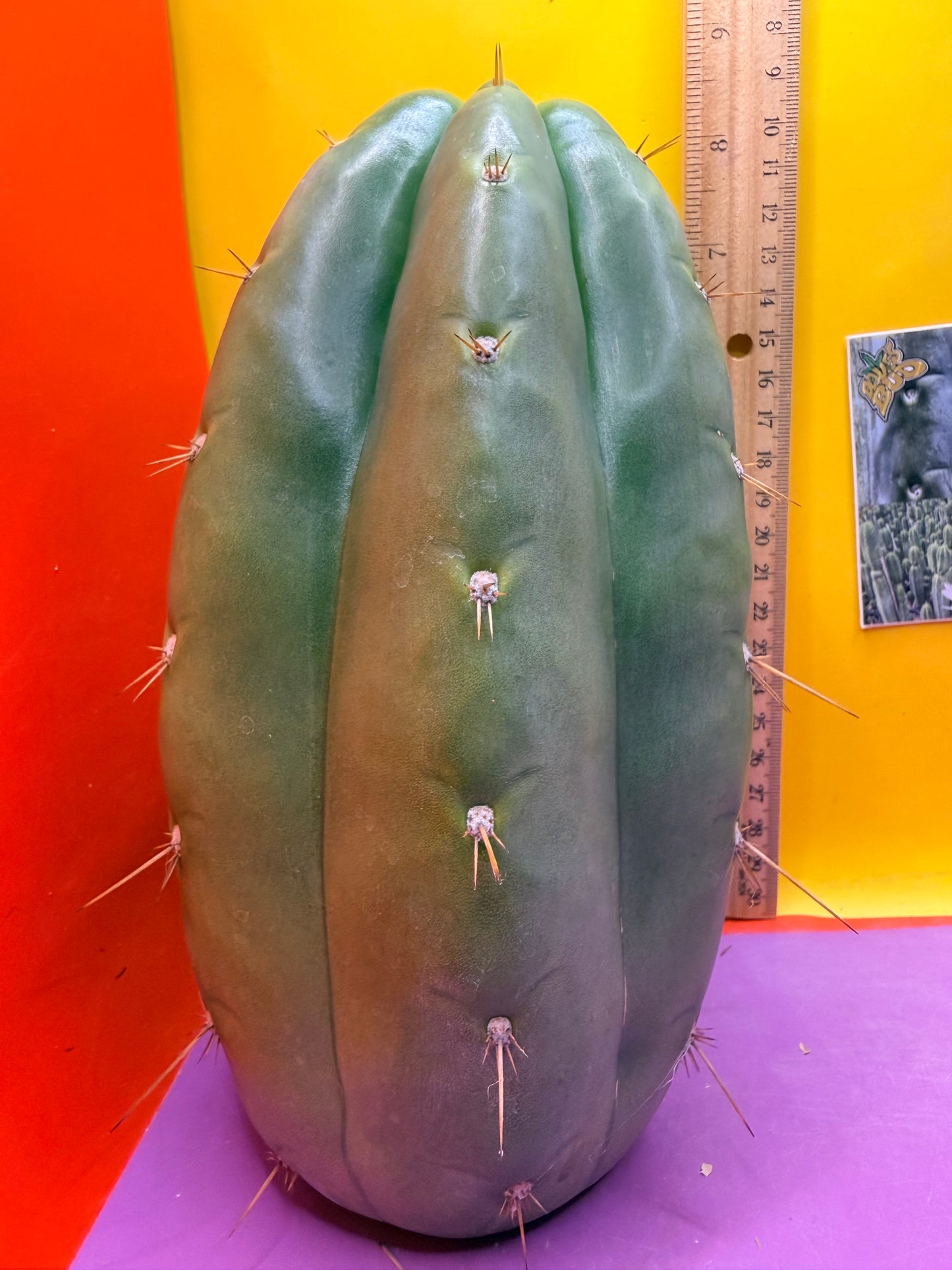 Fat huanucoensis “DON HUAN” over 4” thic !!!