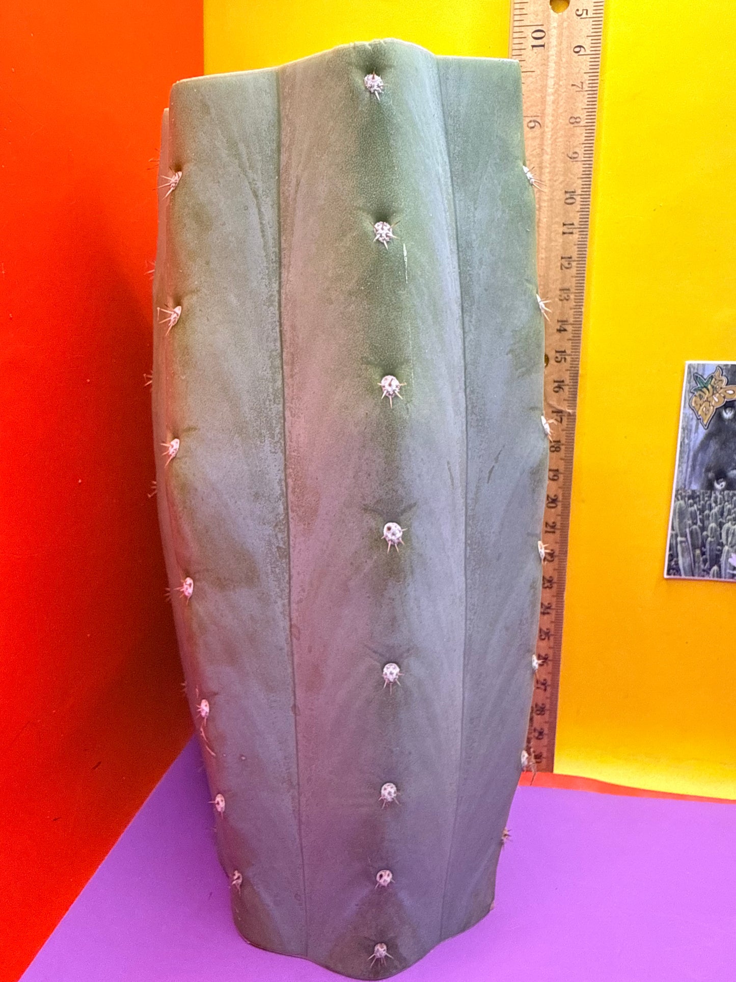 Blue Juules Giant !