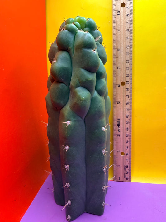 Monstrose San Pedro cactus - TPM !