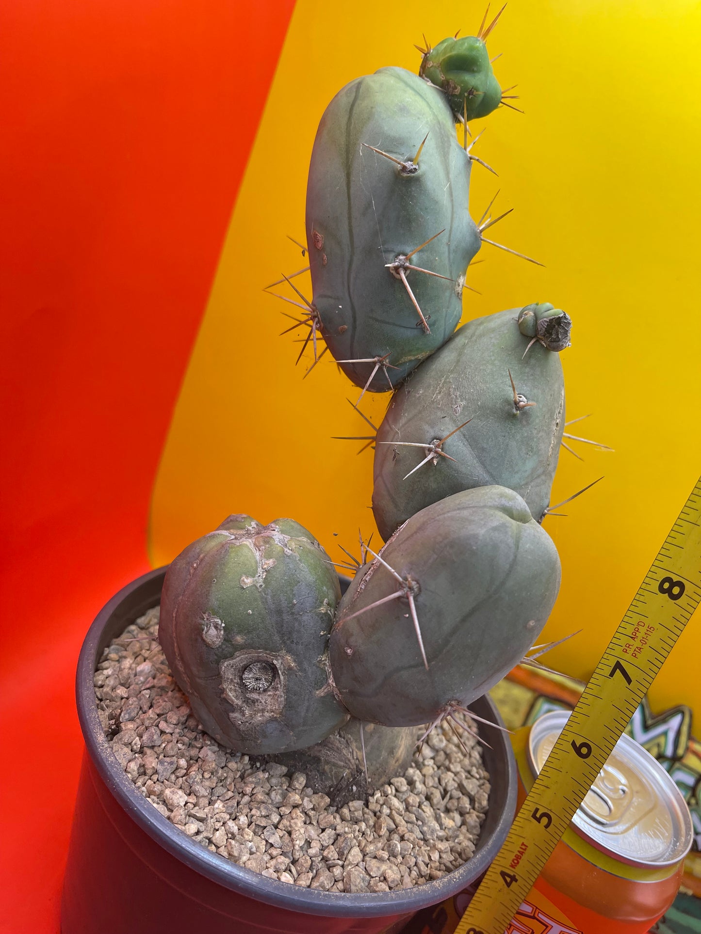 - Tbm  😵‍💫🌵