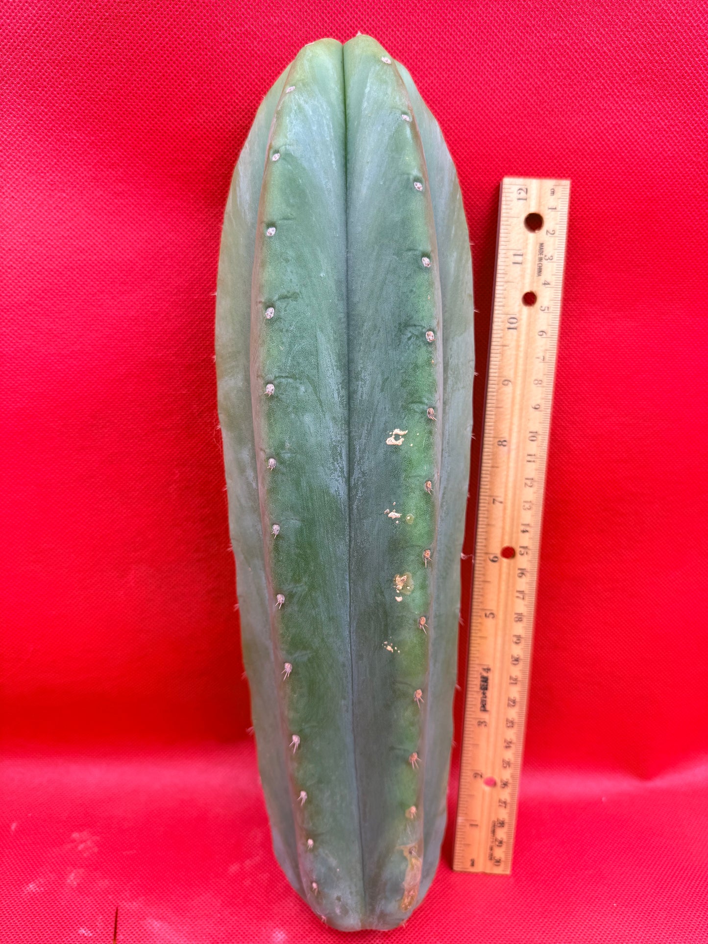 Cahuilla 4” thick !