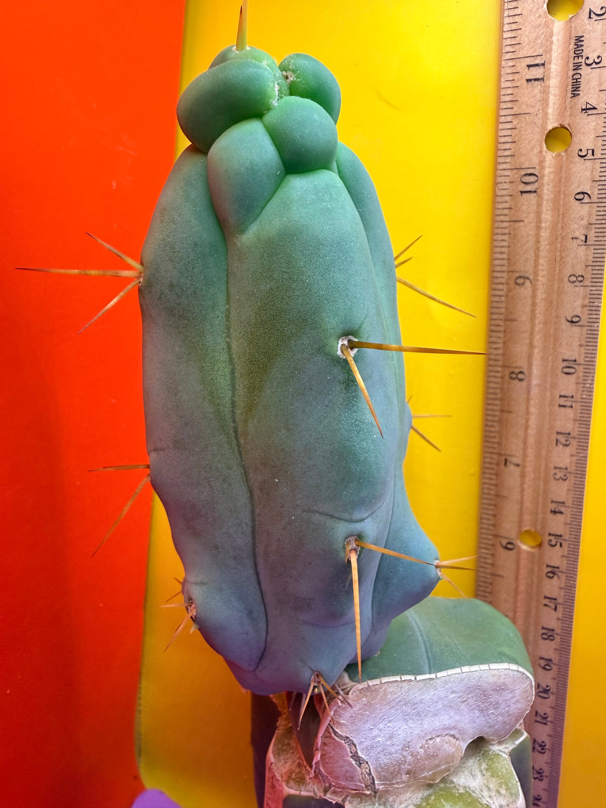 WALTS DRAGON ! 🐉 grafted cactus