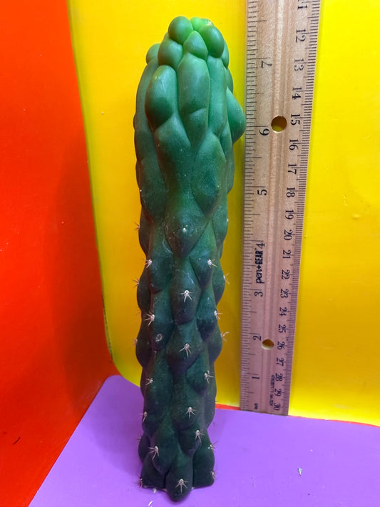 Monstrose San Pedro cactus - TPM !