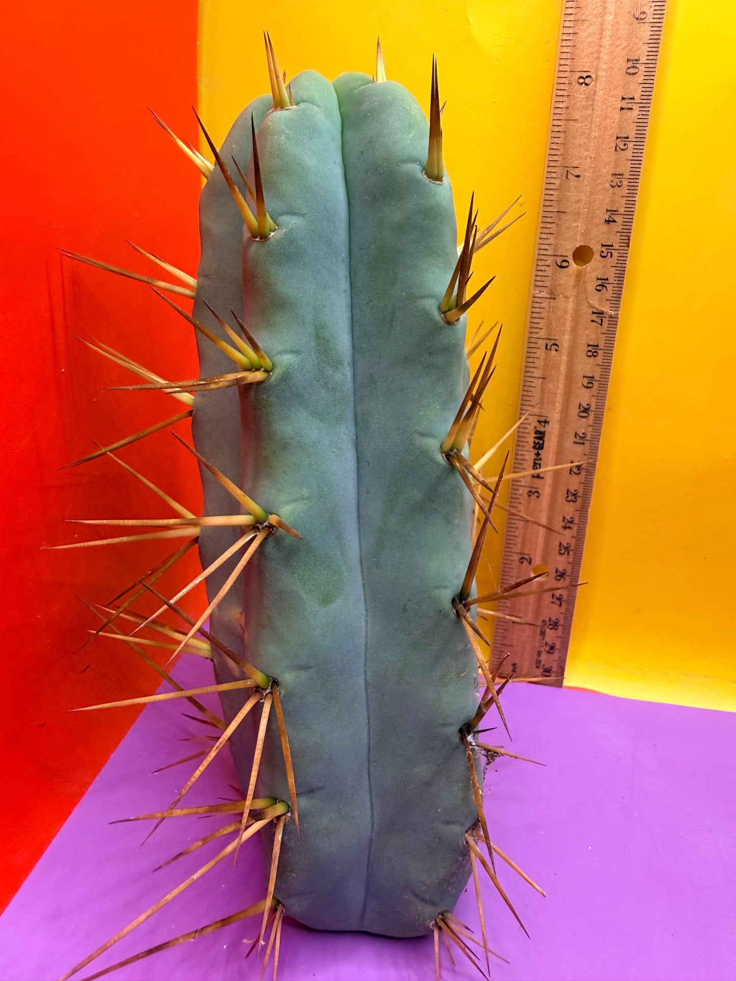 Thic Jiimz Twin Spine !
