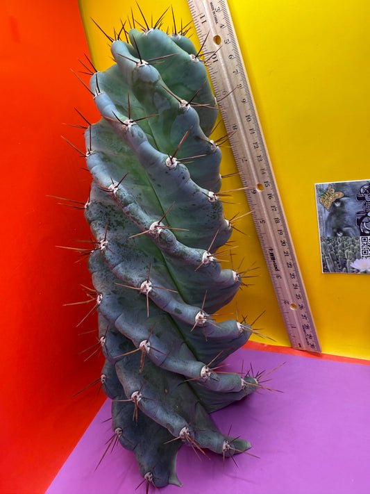FAT 🌀🌵Spiral Cactus !Over 4” thick