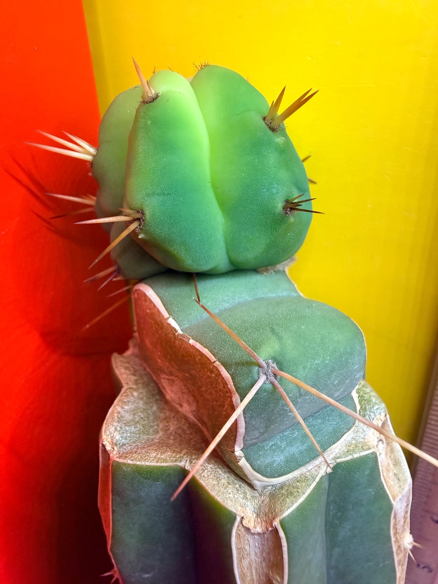 Cactus Kate Bridgesii Graft