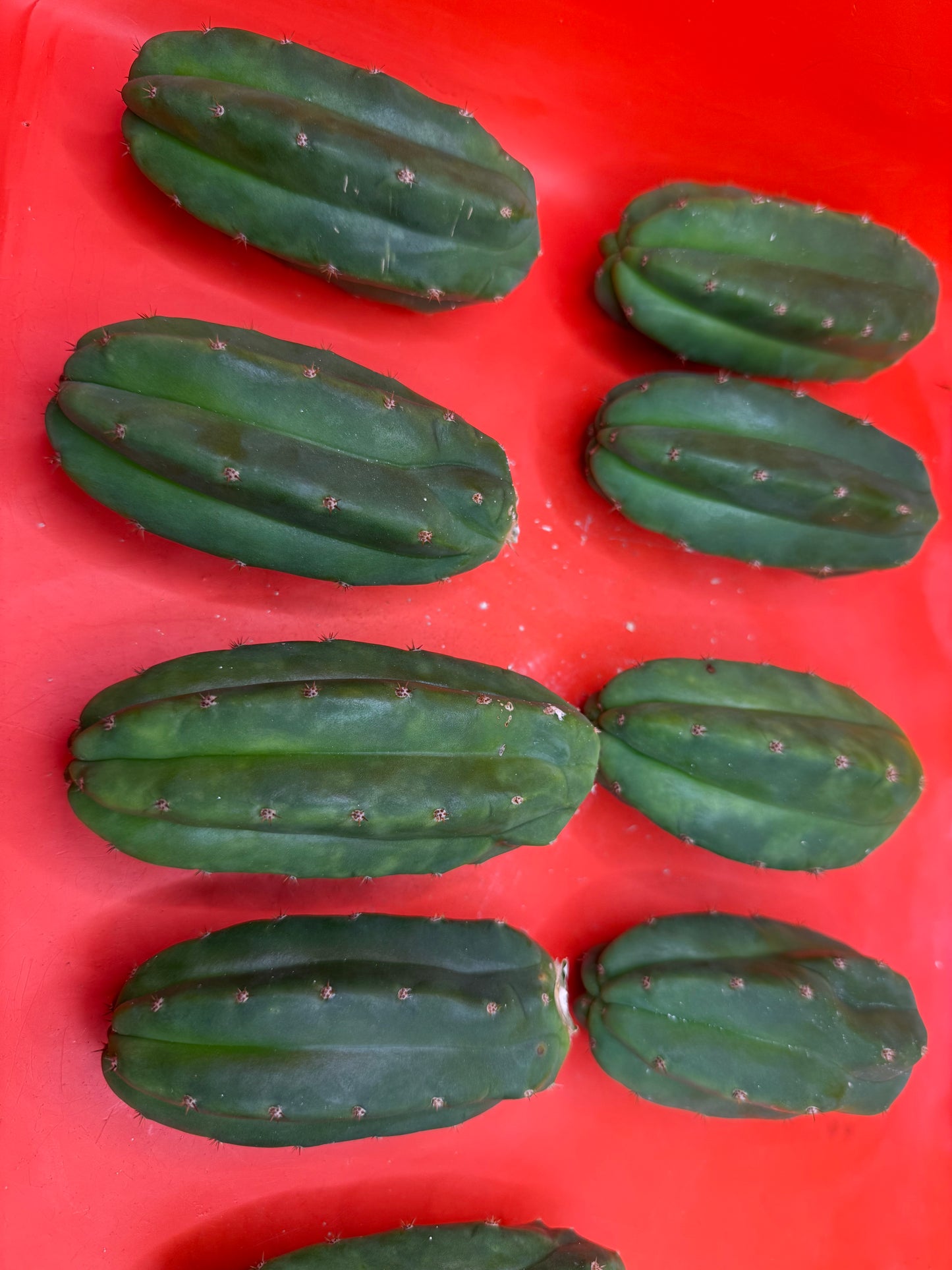 Extra Small 3”-5” San Pedro Cactus ! Fresh cut to order
