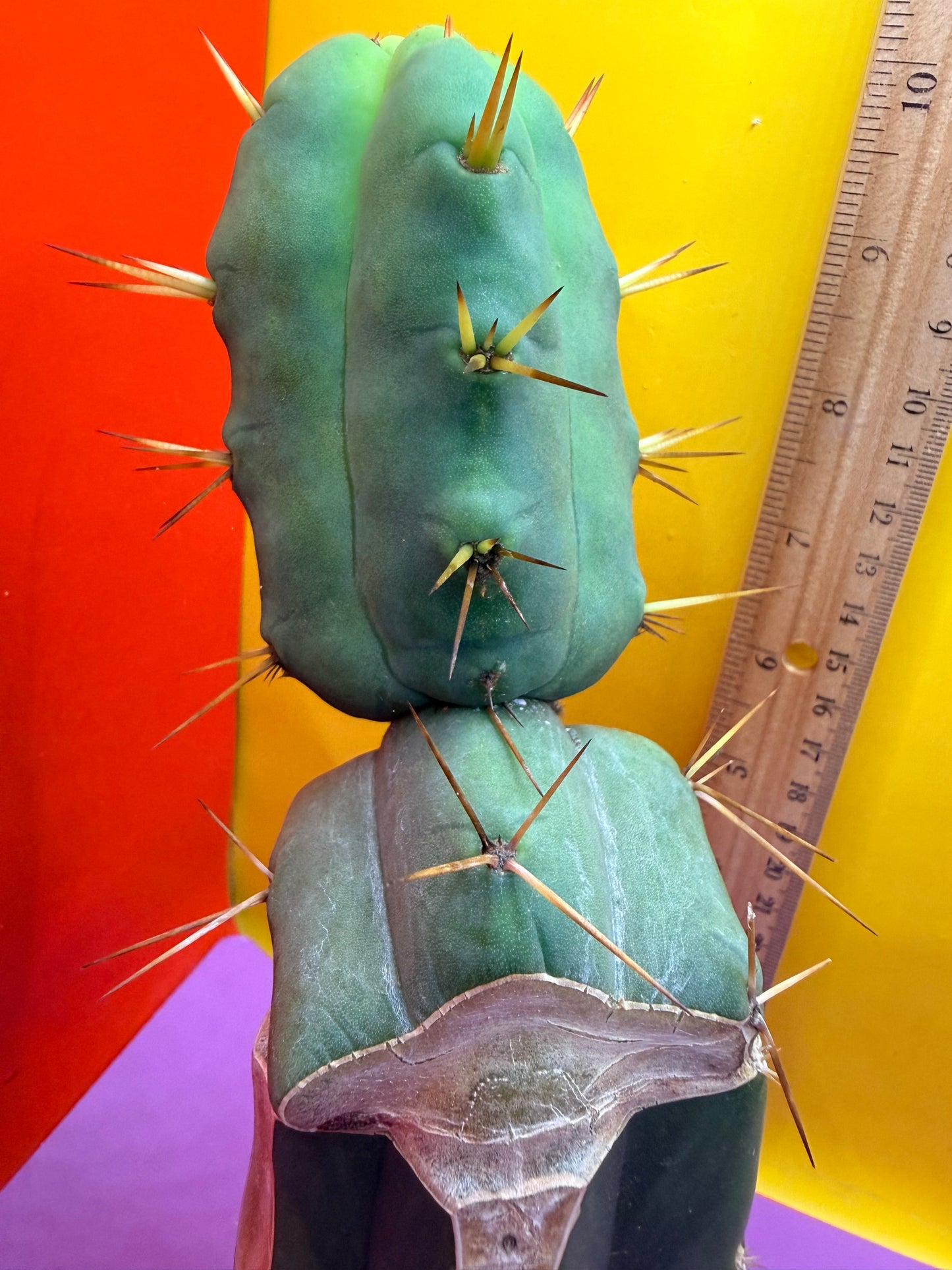 “Jimzz twin spines” 4 winds grafted cactus