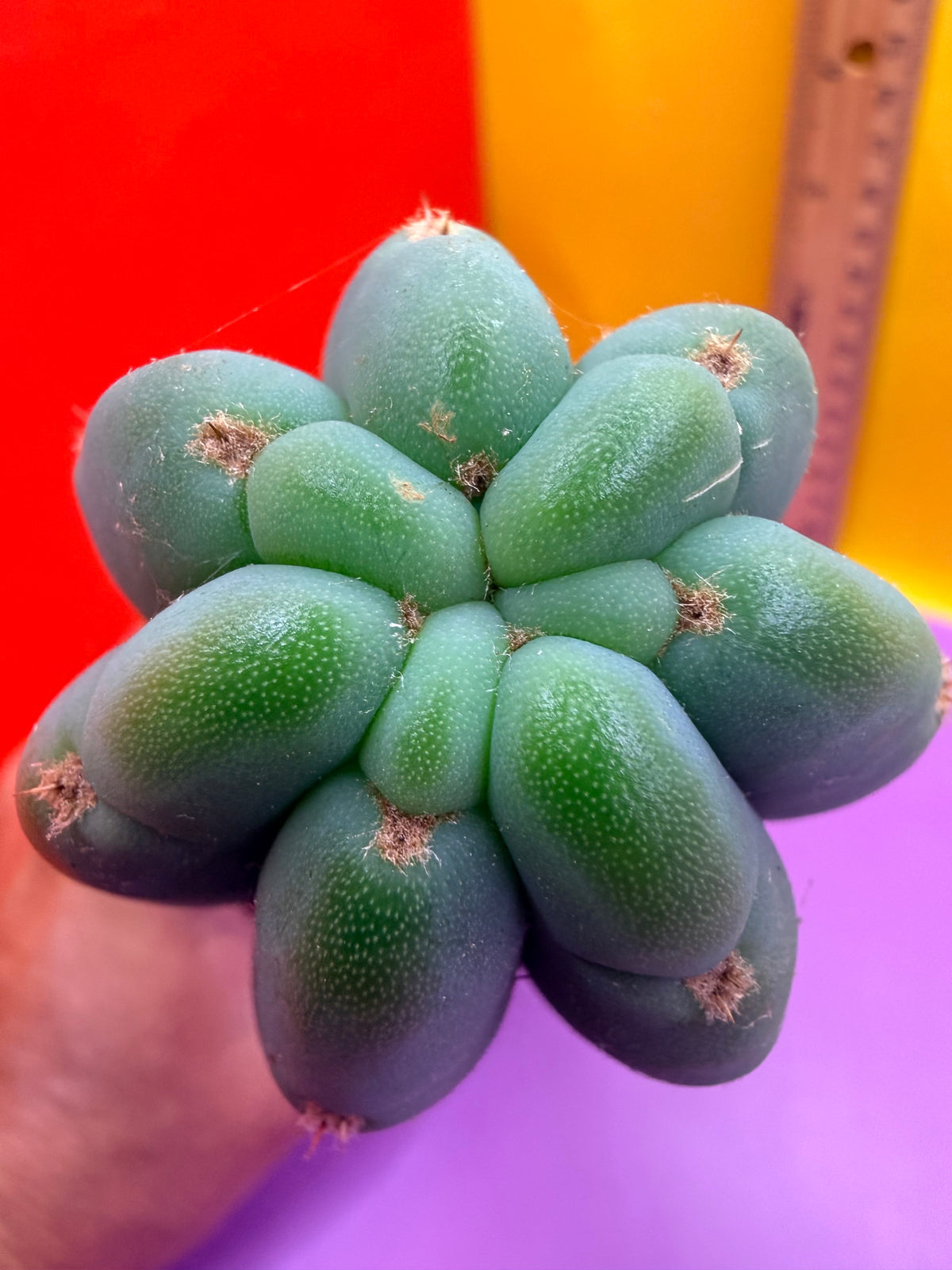 Cahuilla  !