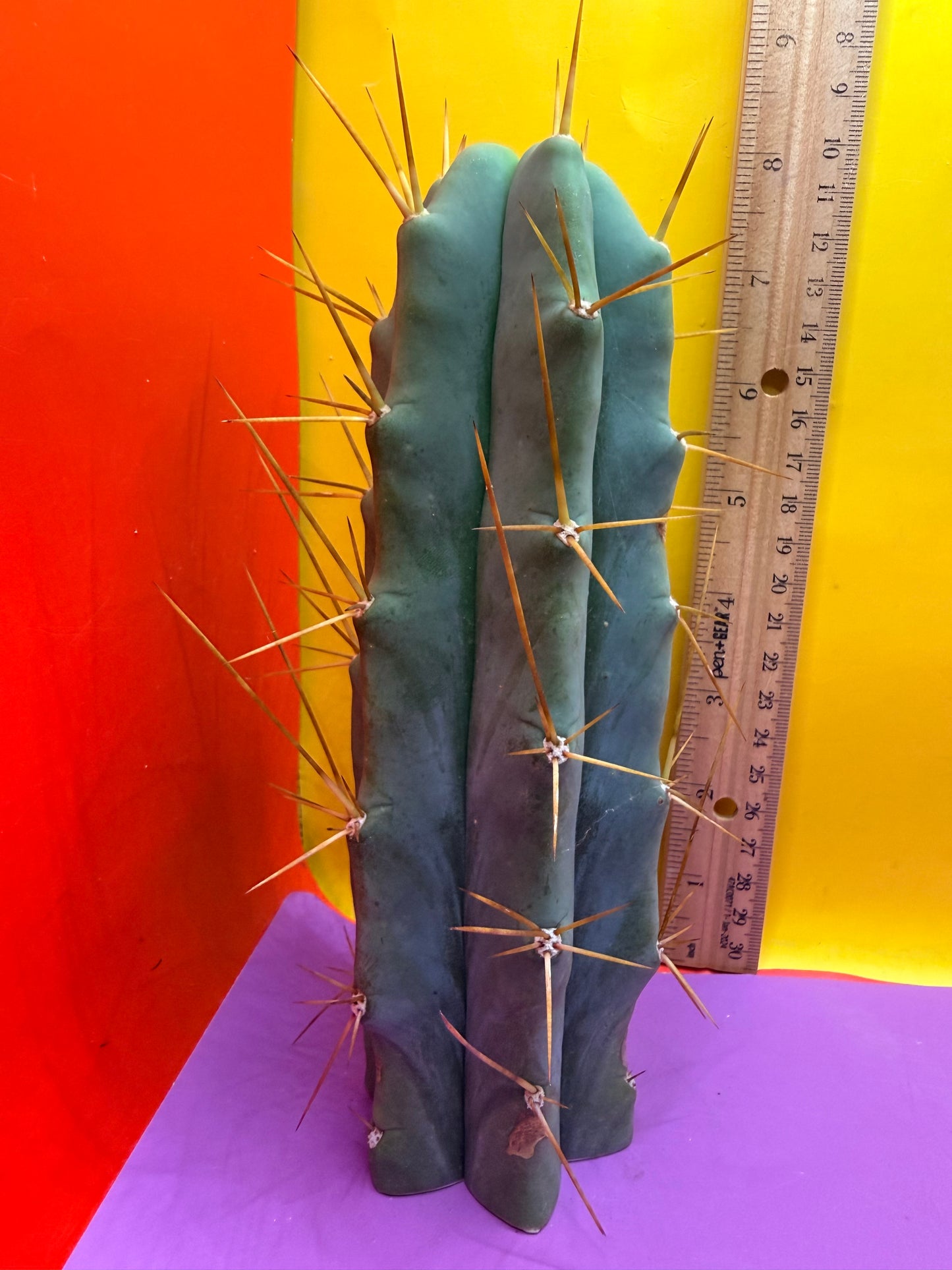 Reverted PENiSCACTUS !!! Longform tbmA