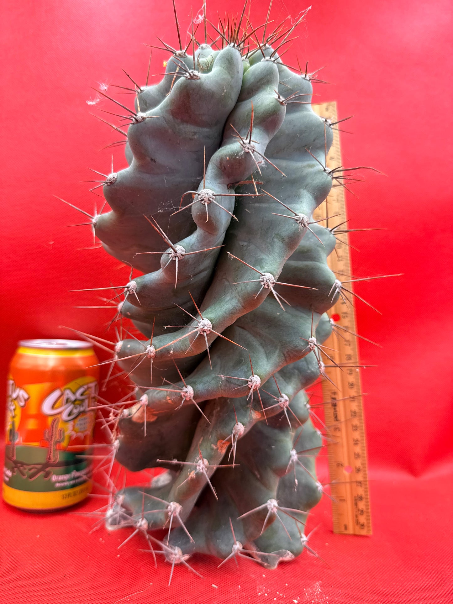 HUGE Spiral cactus
