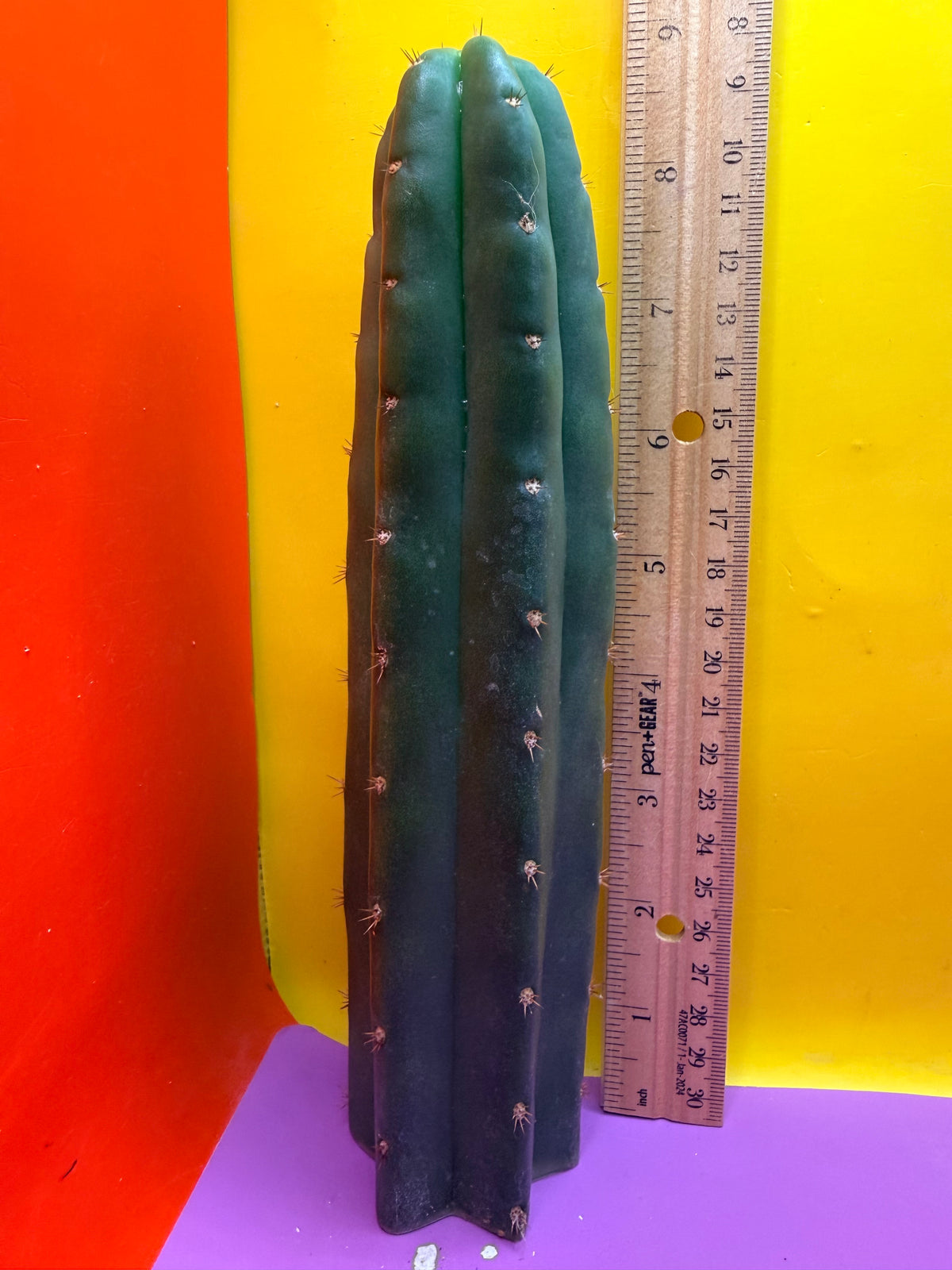 Sals Blue x Huanucoensis