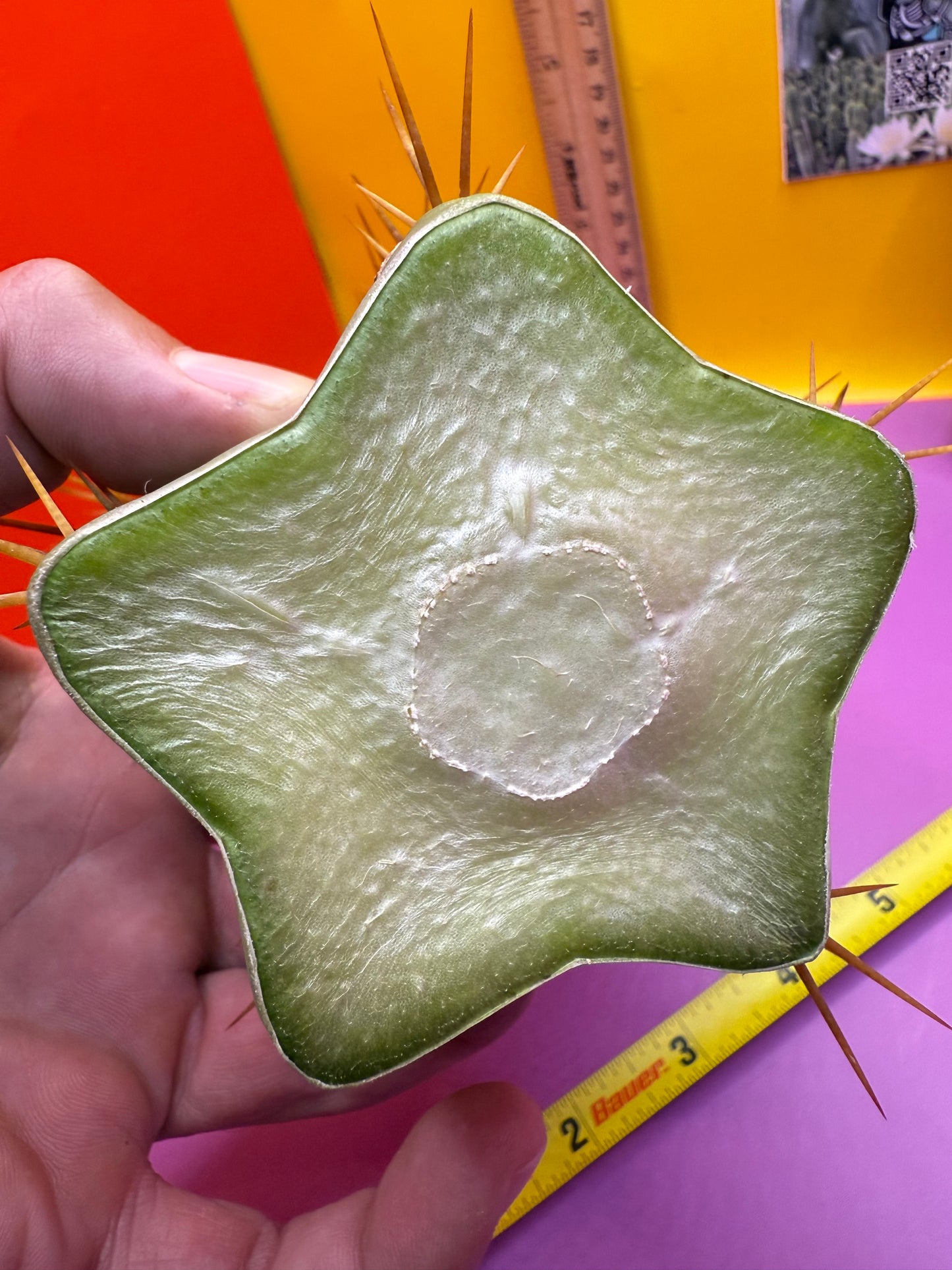 SSO2 X P.C. Almost 3” thick !