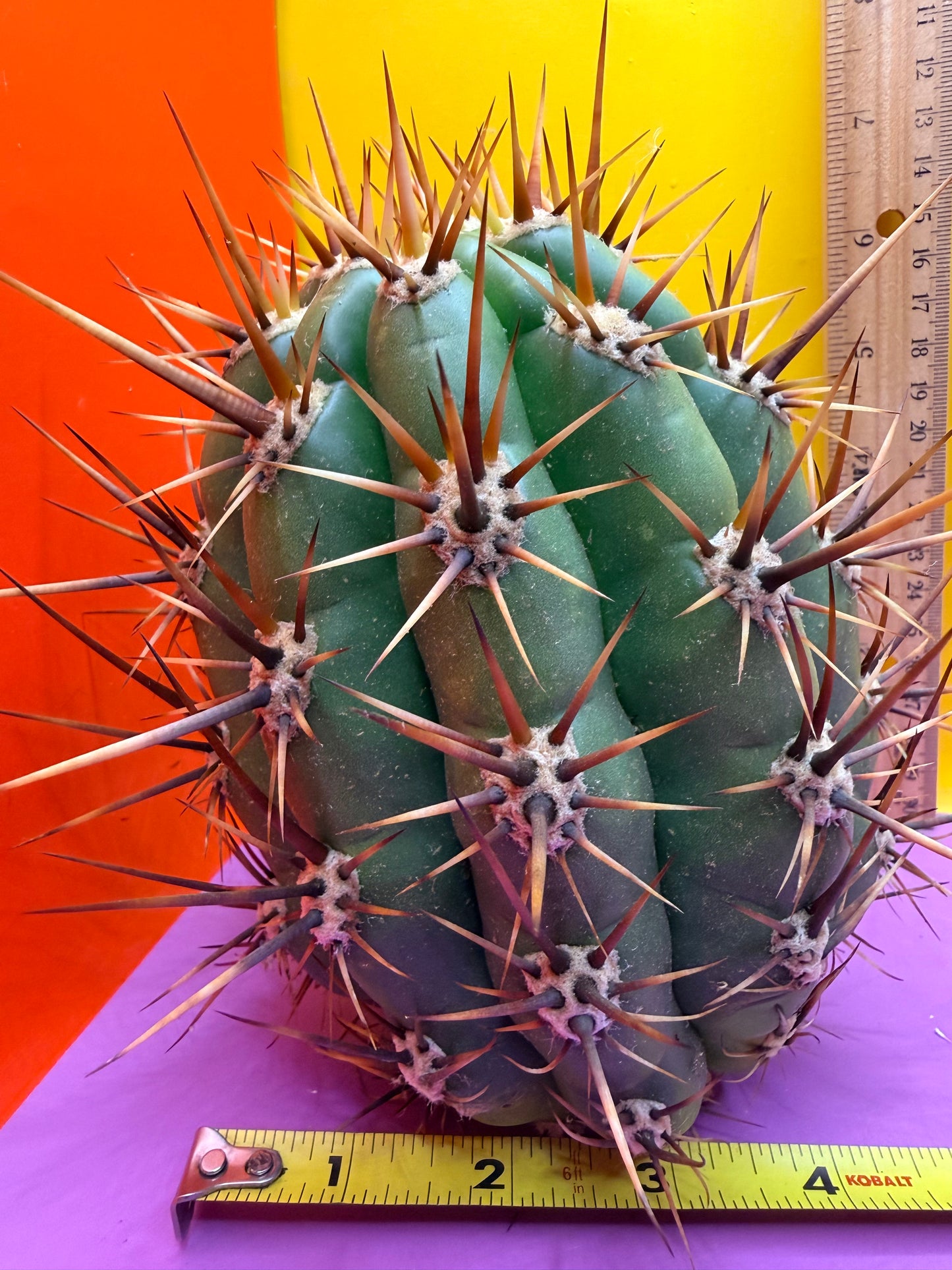 Trichocereus Tacaquirensis 🌶️🌶️