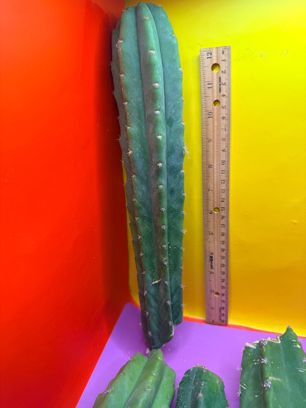 5 pack of San Pedro Cactus !