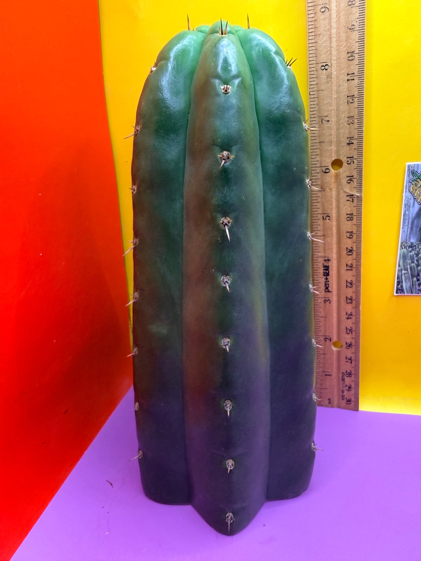 Seed Grown TPM !!