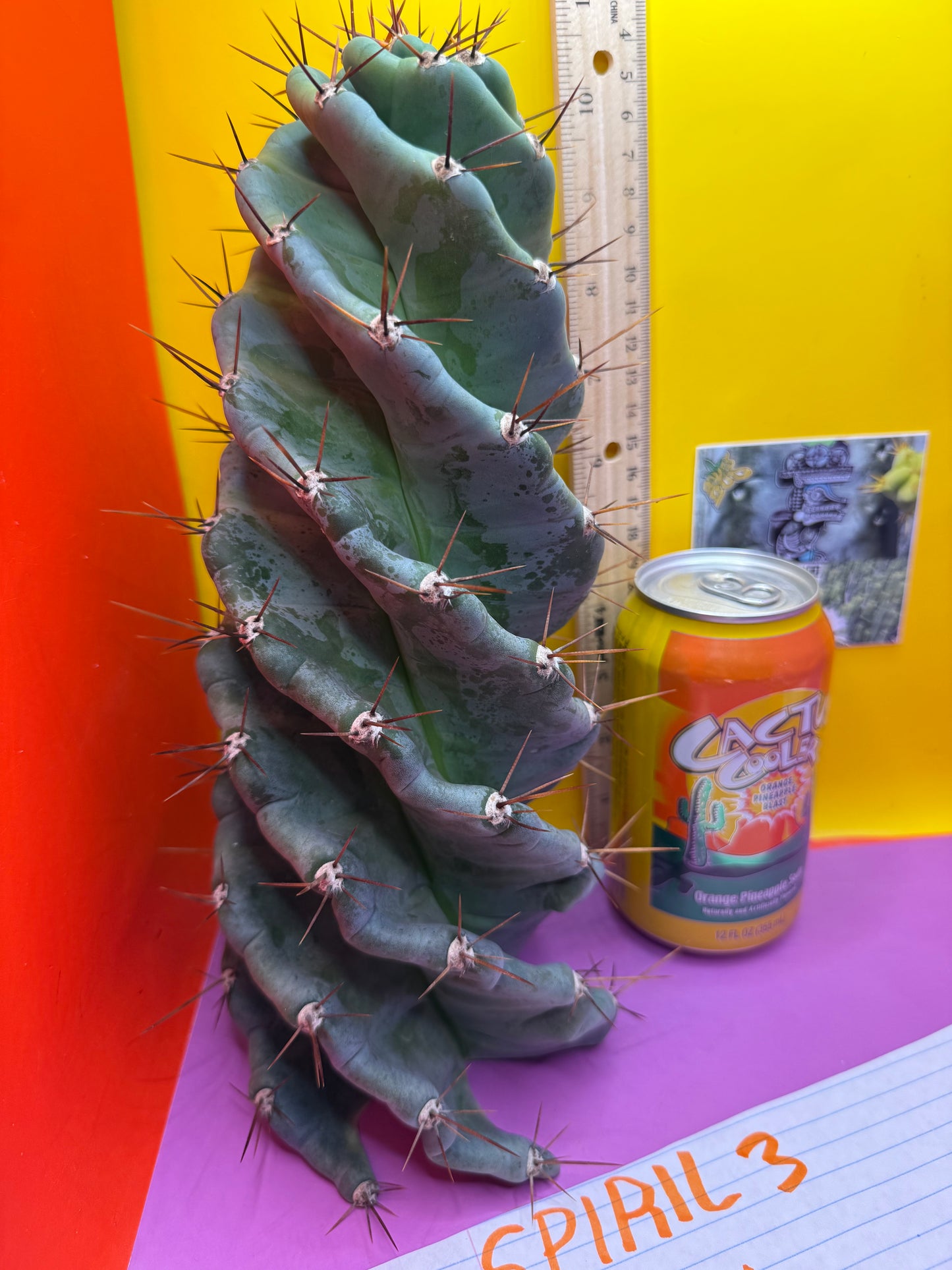 FAT 🌀🌵Spiral Cactus !Over 4” thick