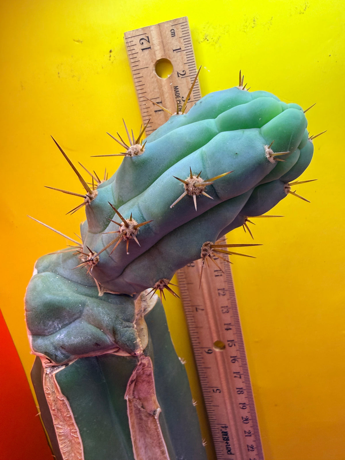 Grafted Bruce’s Dragon