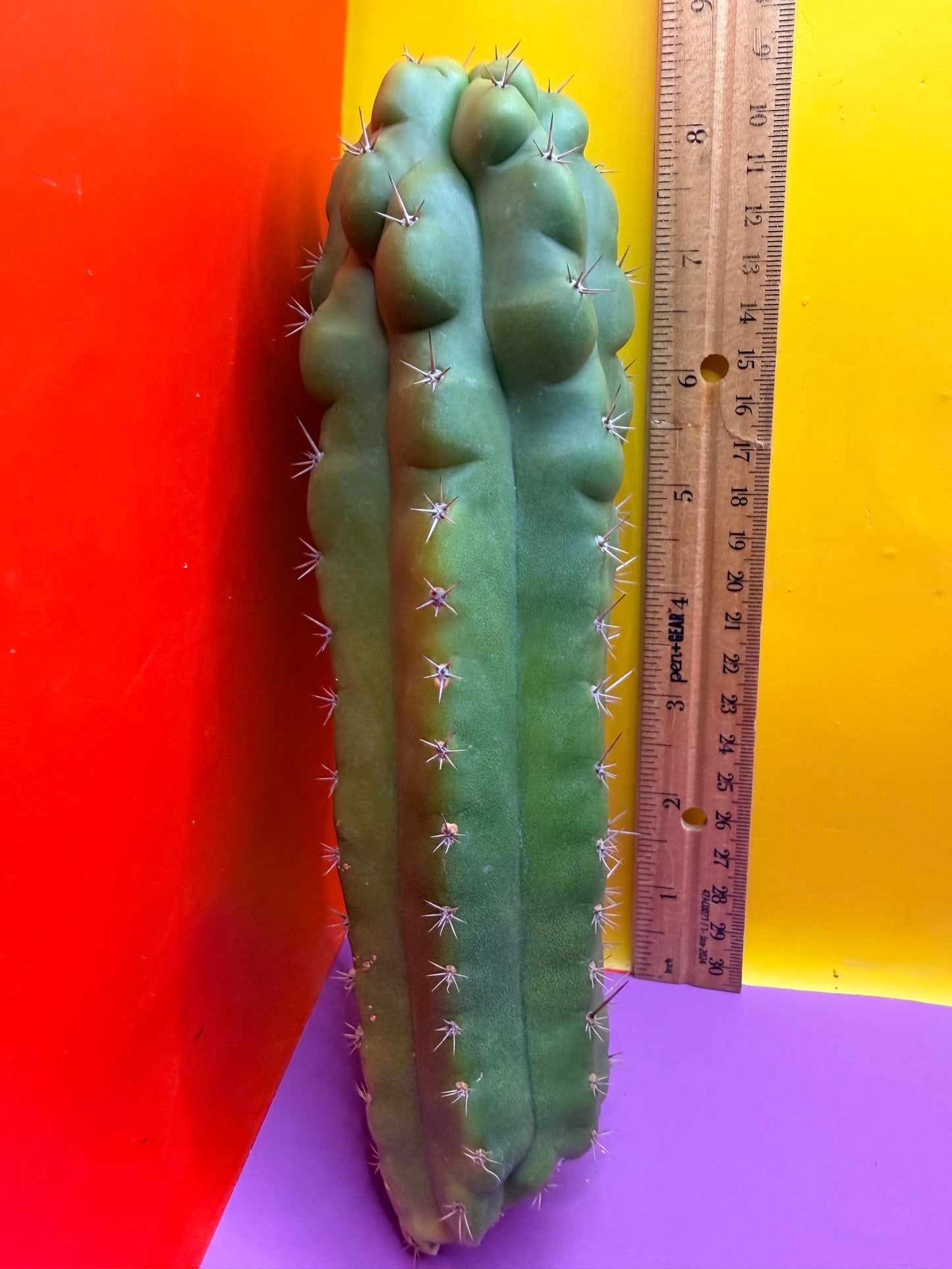 Monstrose San Pedro cactus - TPM !