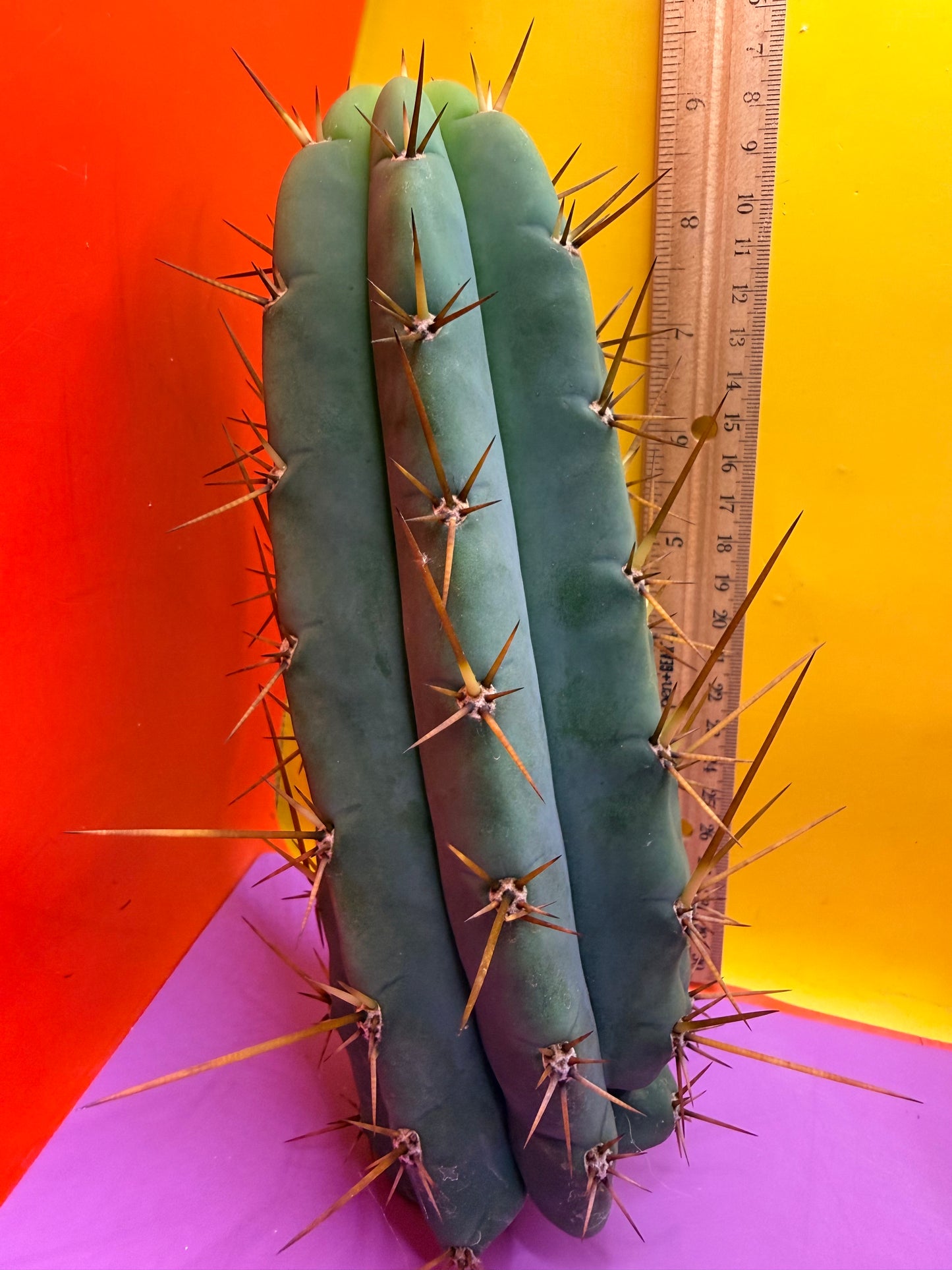 PALA  ! This exact cactus cutting of trichocereus