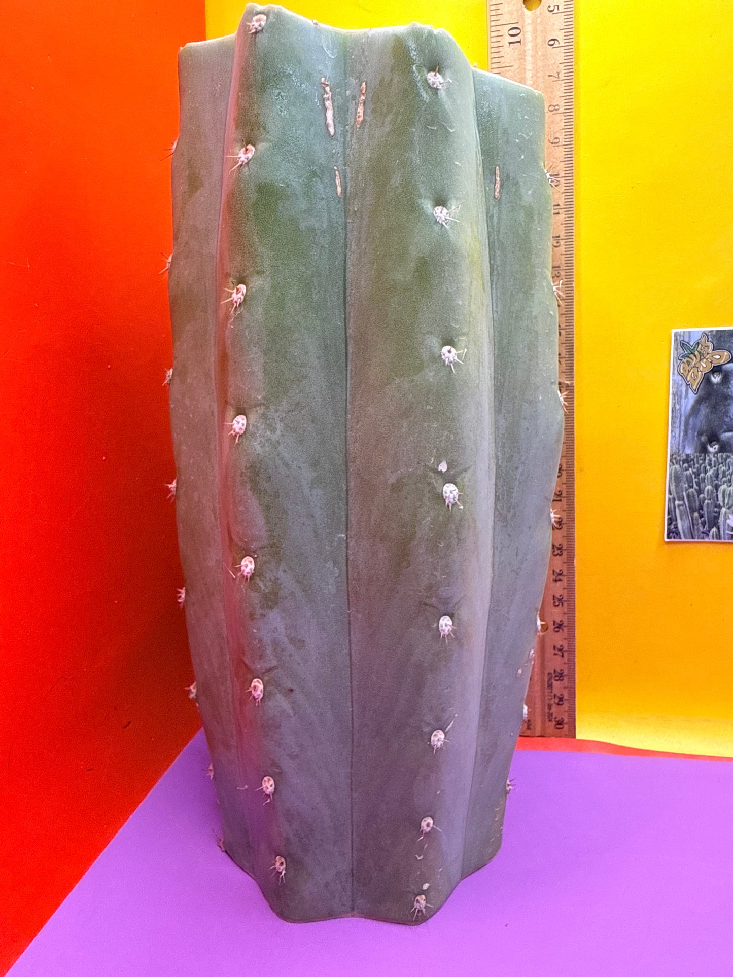 Blue Juules Giant !