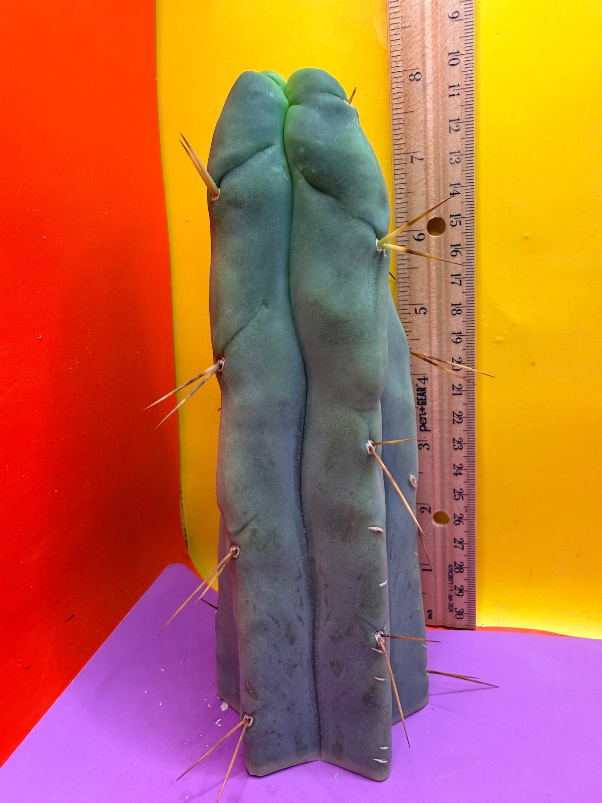 4 Wind Bridgesii “LMA” La Mirada Angelo