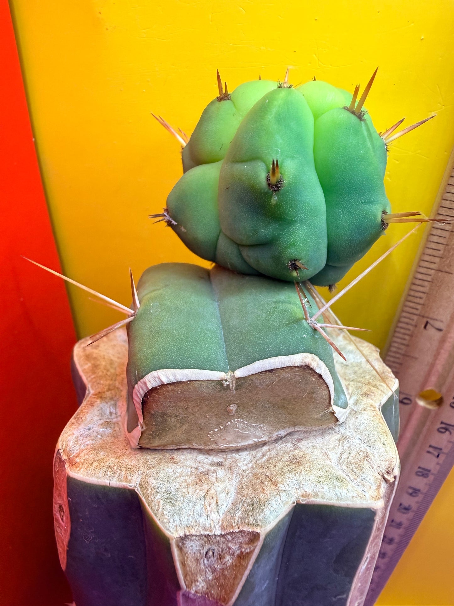 Cactus Kate Bridgesii