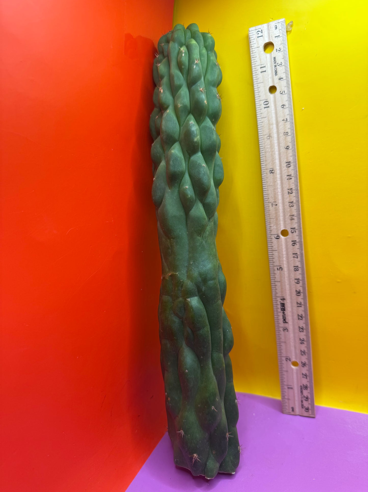 Monstrose San Pedro cactus !! Tip is about to crest !