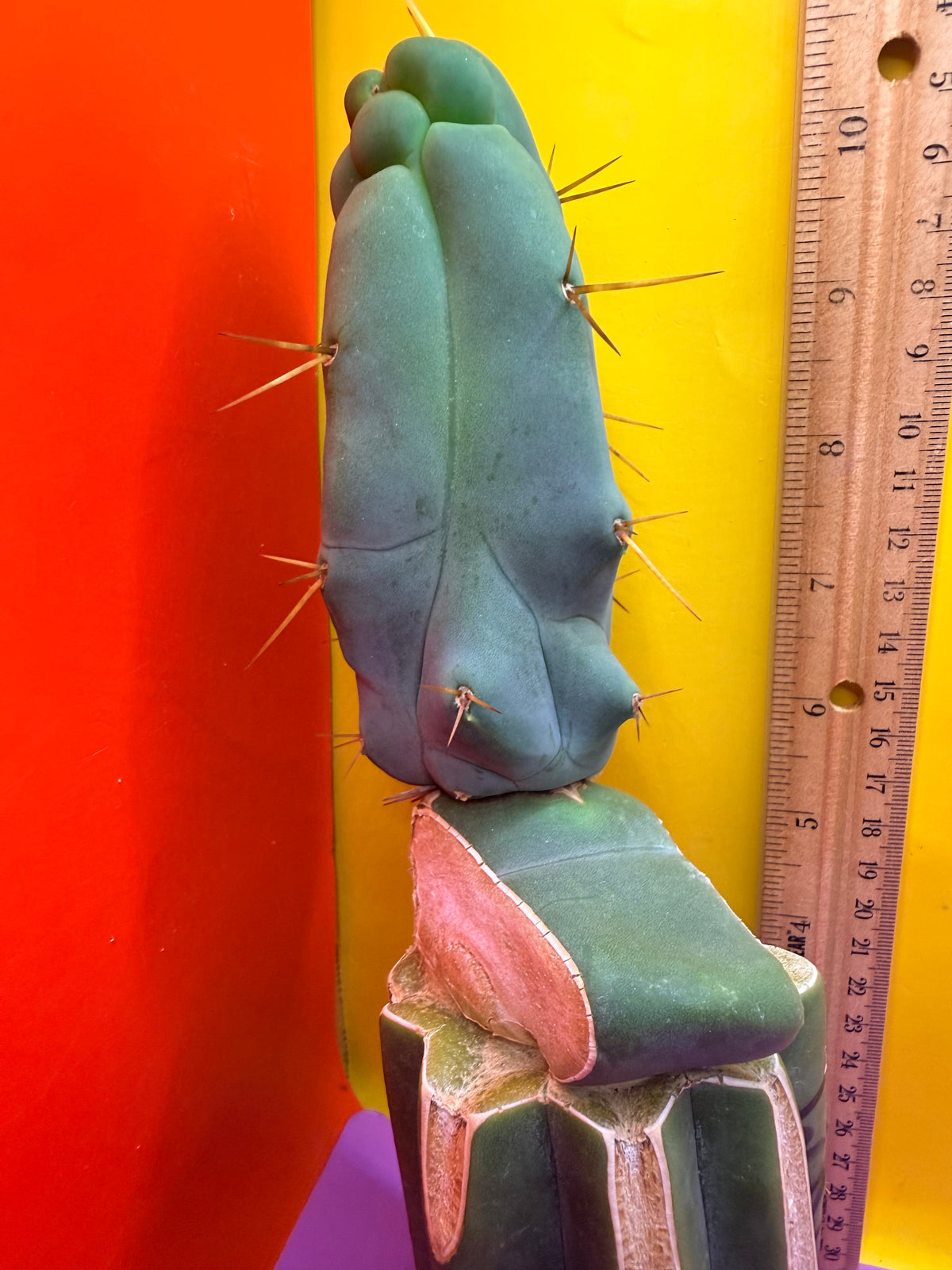 WALTS DRAGON ! 🐉 grafted cactus