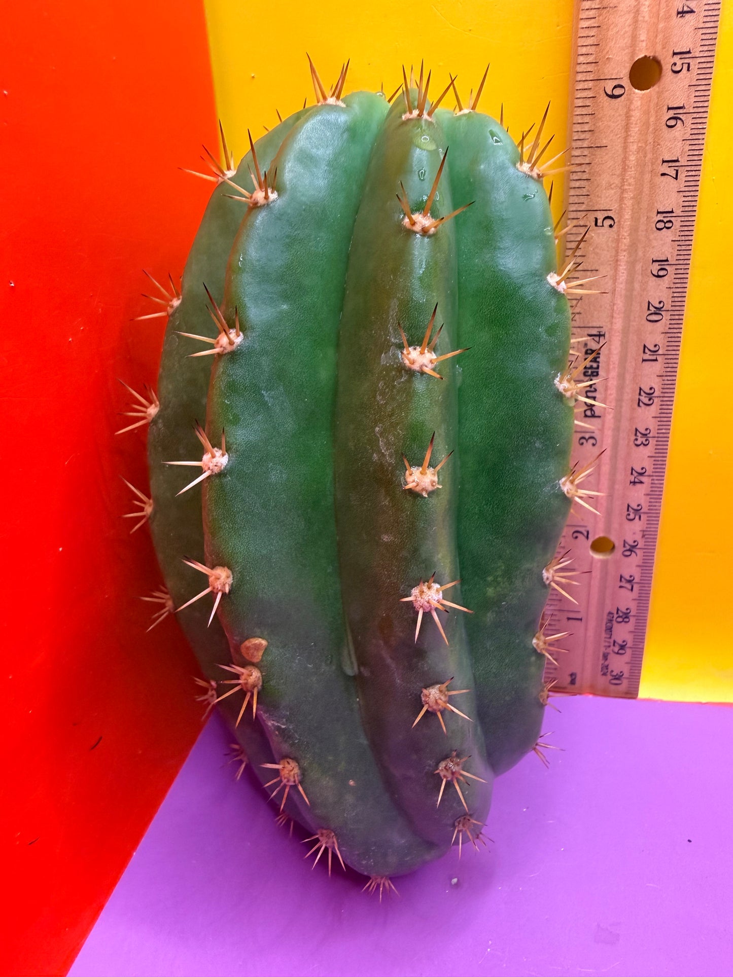 Cacto hebrido