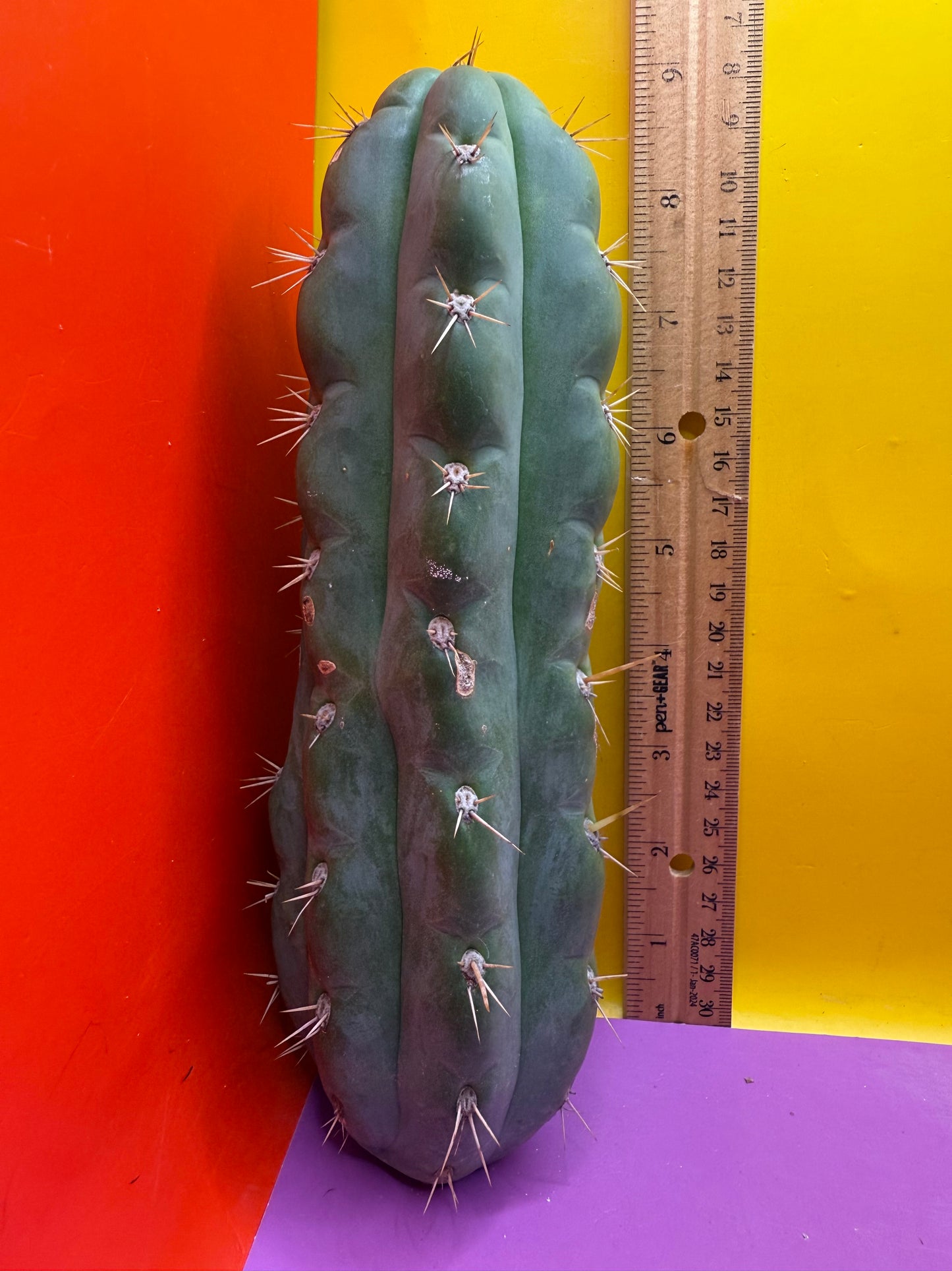 SSO3 Trichocereus knuthianus