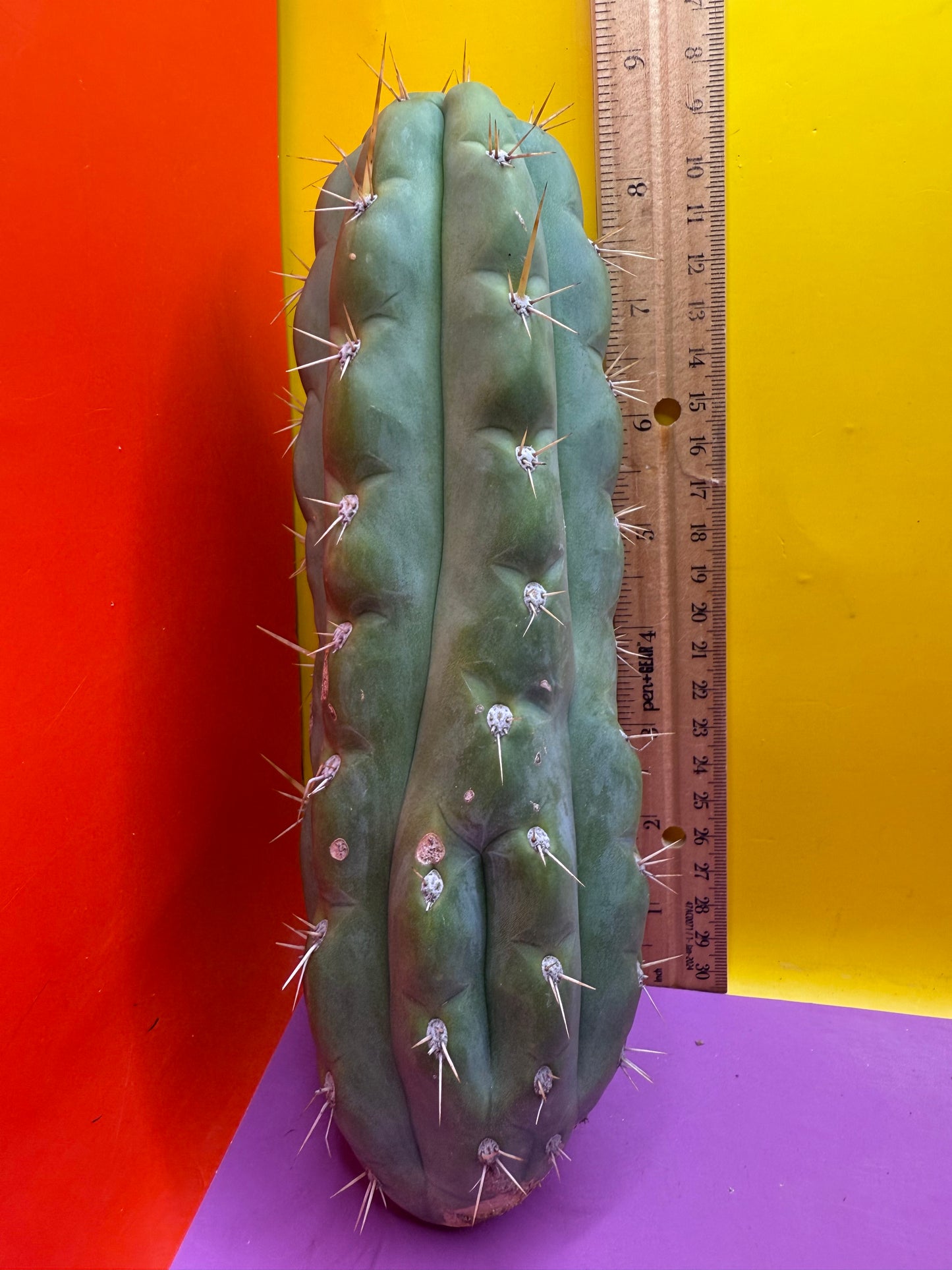 SSO3 Trichocereus knuthianus
