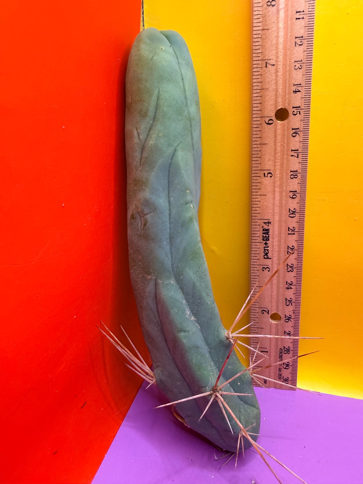 TBM-A LONG FORM CACTUS