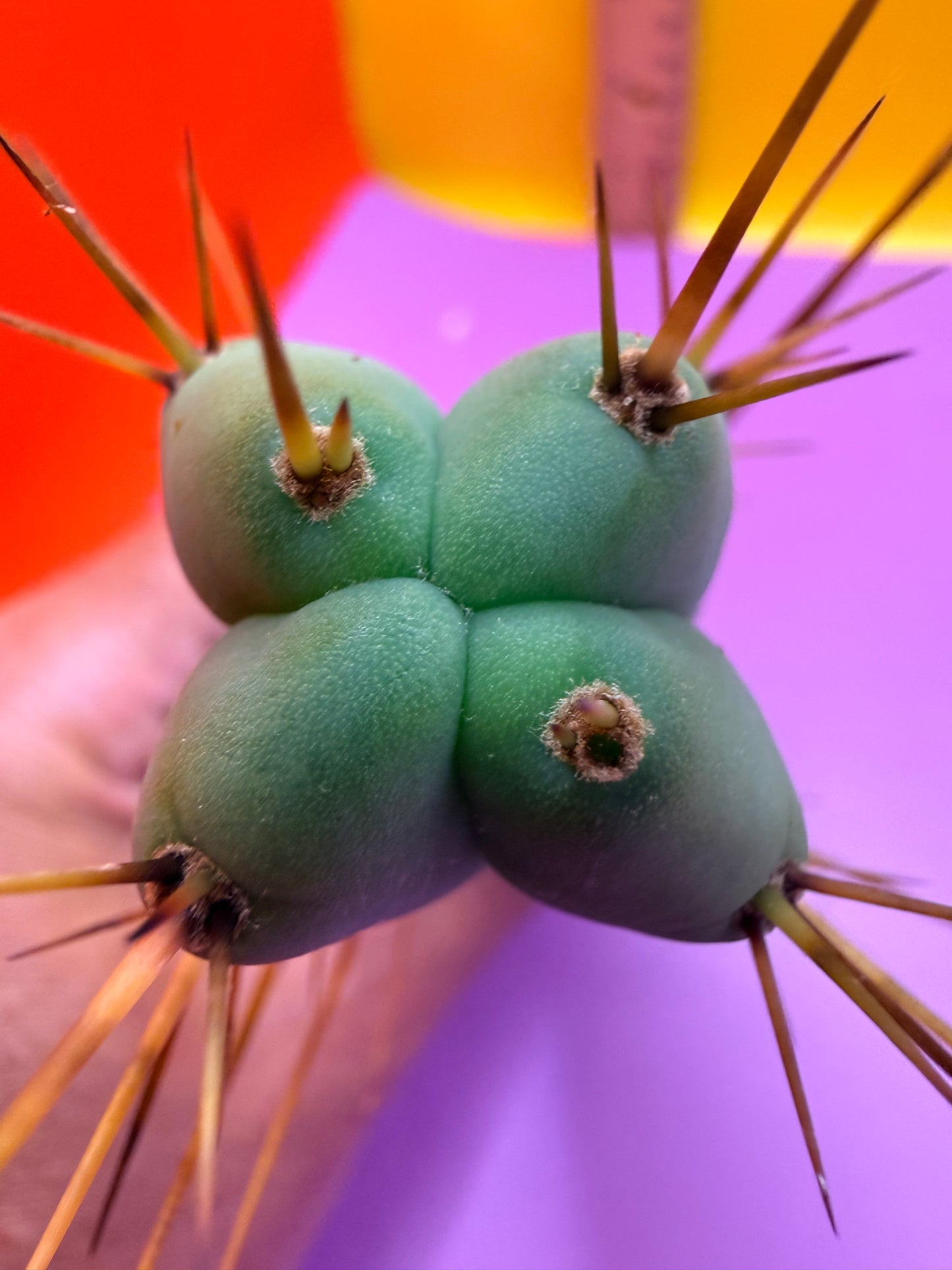 “MINI ME” trichocereus bridgesii - 4 ribs