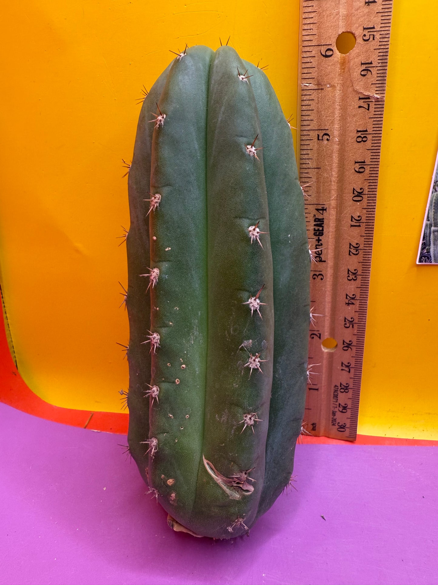 New Years SALE ! 🎆Trichocereus pallarensis x tpm