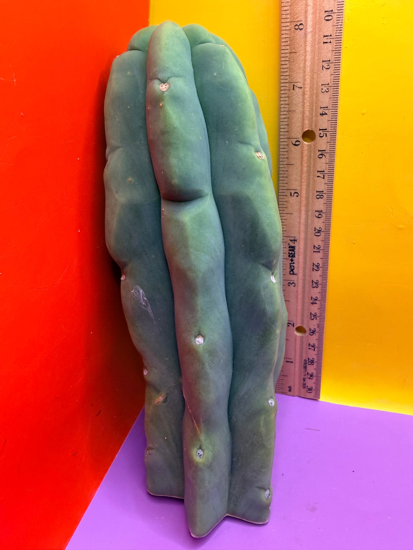 “LMA” bridgesii