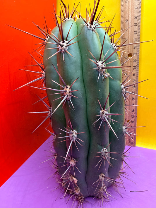 Trichocereus Tacaquirensis 🌶️🌶️