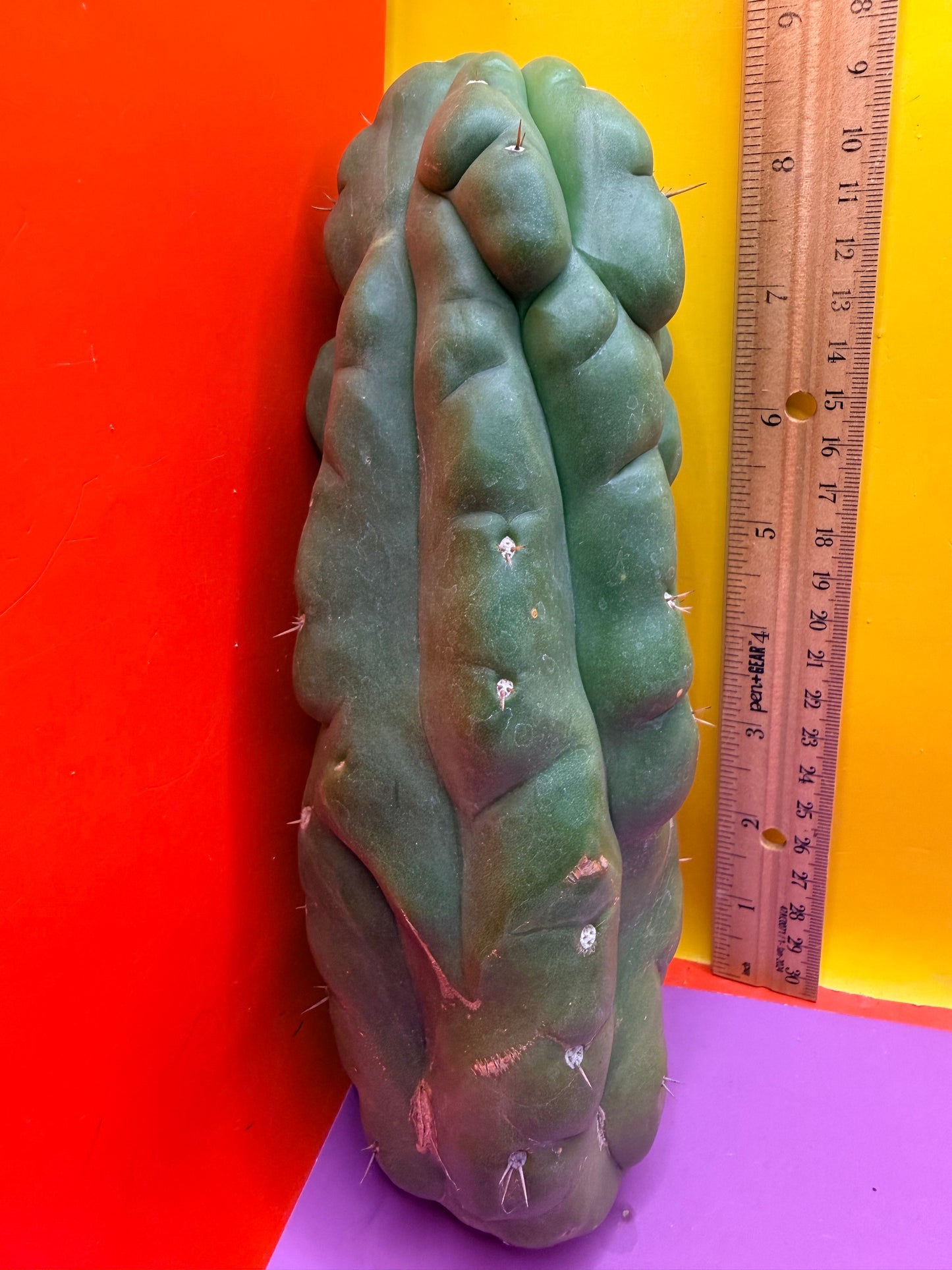 Monstrose San Pedro cactus - TPM !