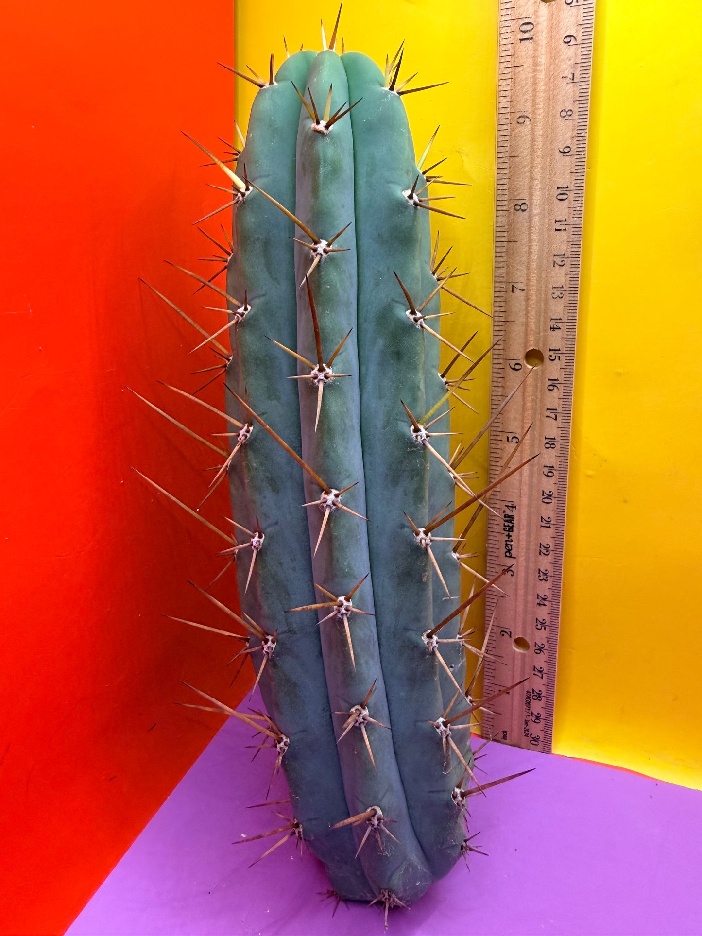 PALA  🌶️🌶️! This exact cactus cutting of trichocereus